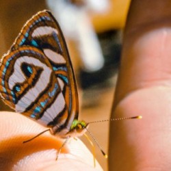 Group logo of Terminator